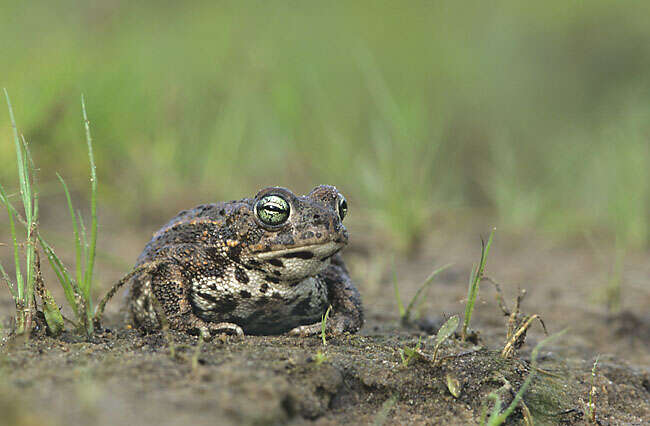 Image of Natterjack toad