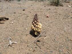 Image of desert broomrape