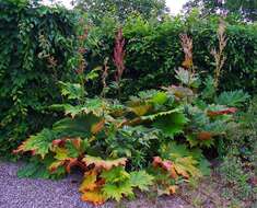 Image of Chinese Rhubarb