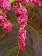 Image of Chinese Rhubarb