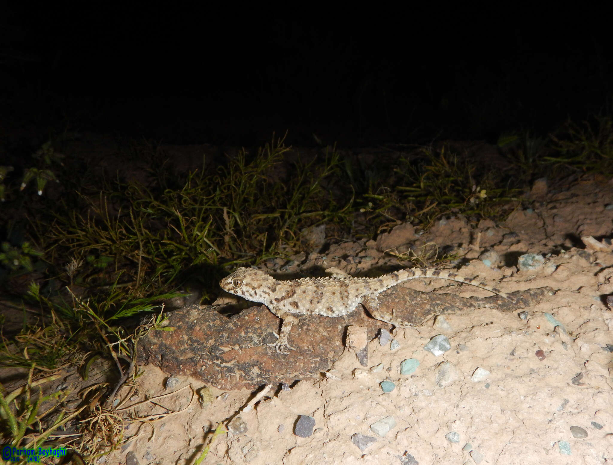 Слика од Tenuidactylus caspius (Eichwald 1831)