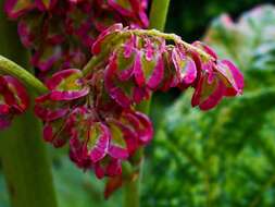 Image of Chinese Rhubarb