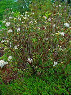 Imagem de Rhododendron tomentosum (Stokes) Harmaja