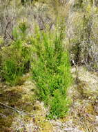 Image of Portuguese Heath