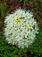 Imagem de Rhododendron tomentosum (Stokes) Harmaja