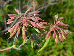 Imagem de Rhododendron tomentosum (Stokes) Harmaja