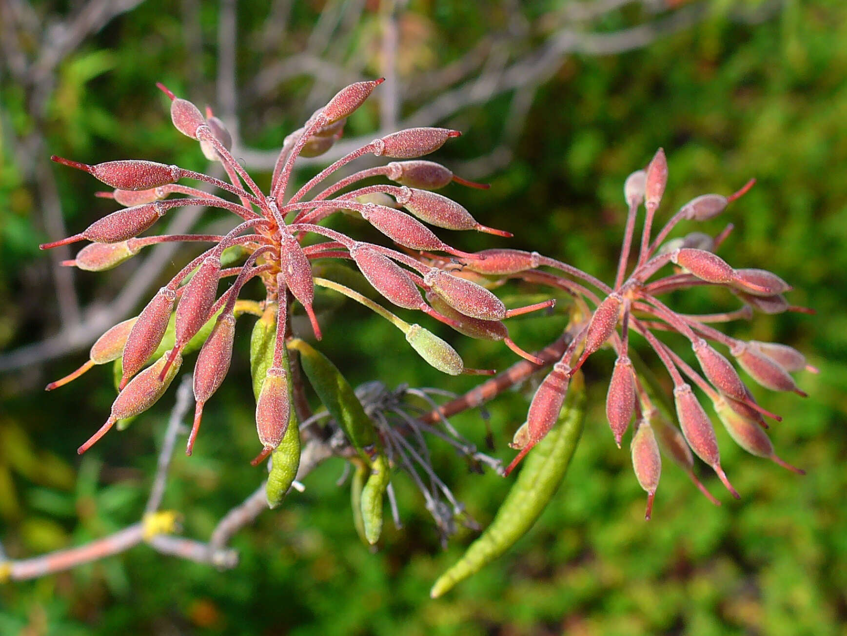 Imagem de Rhododendron tomentosum (Stokes) Harmaja