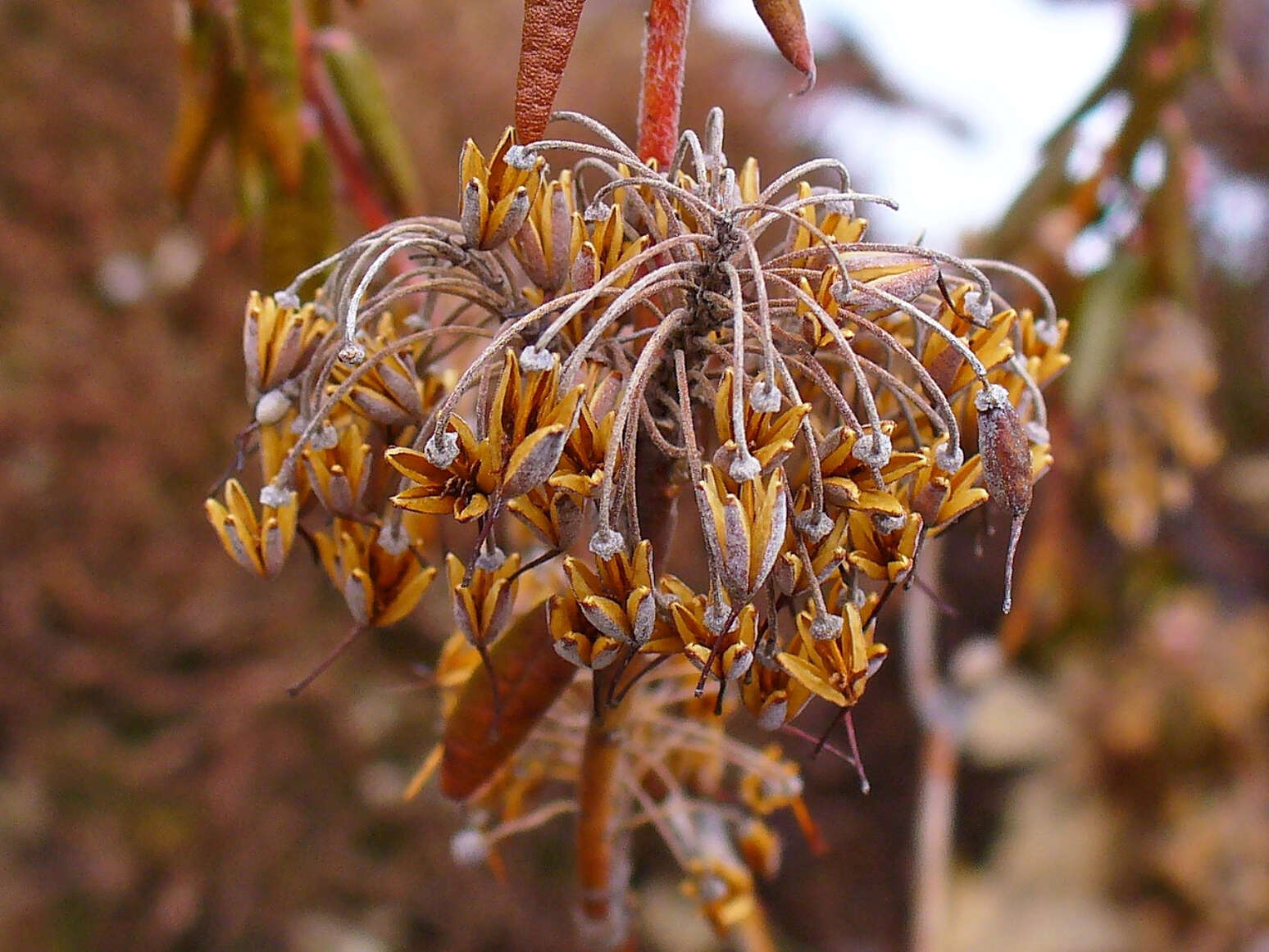 Imagem de Rhododendron tomentosum (Stokes) Harmaja