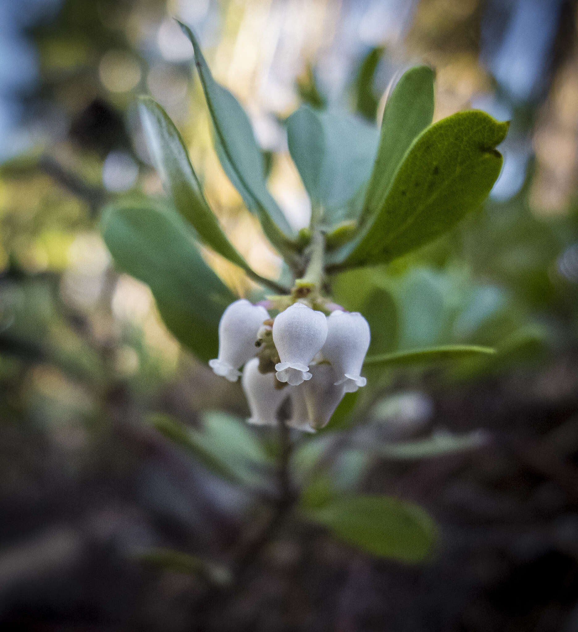 Imagem de Arctostaphylos nevadensis A. Gray