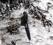 Image of Common Hawker