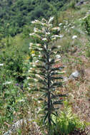 Echium italicum L.的圖片