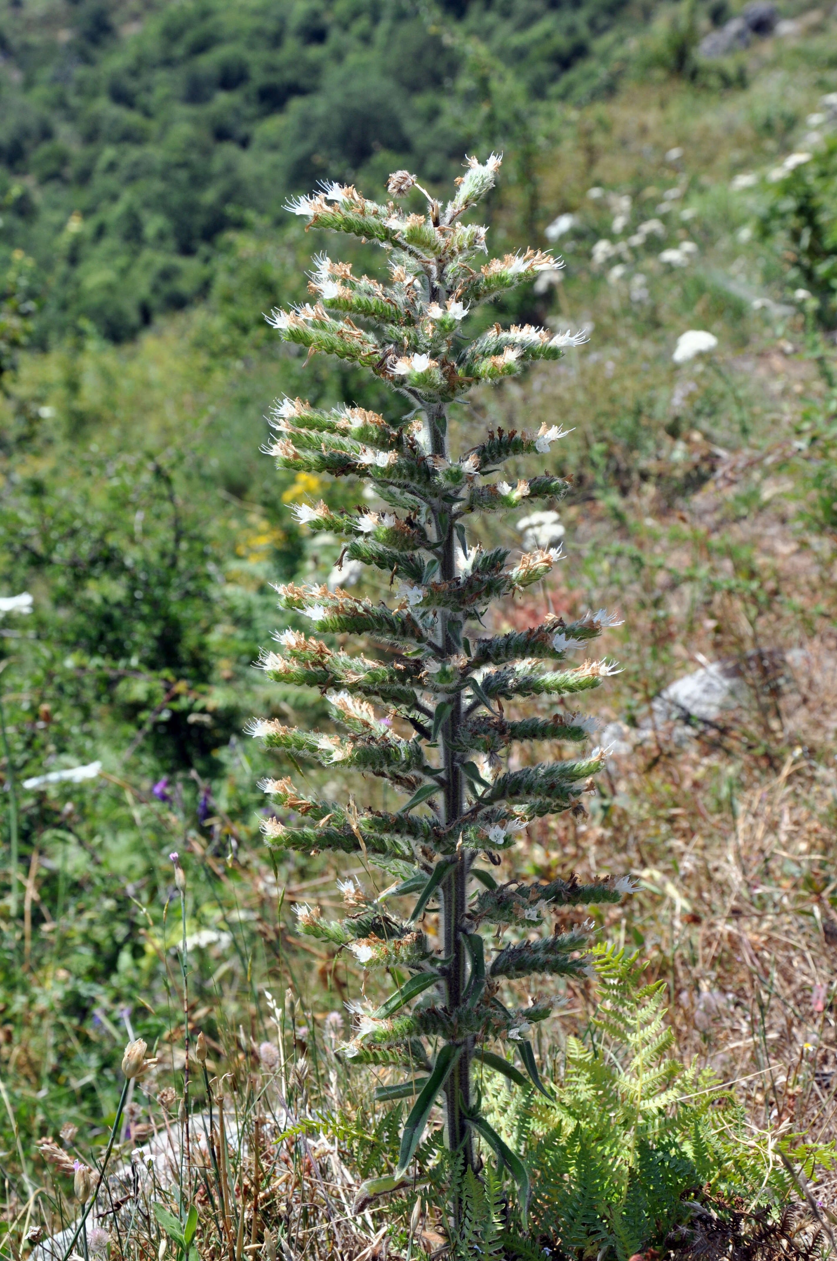 Echium italicum L.的圖片