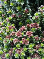 Imagem de Baccharis prunifolia Kunth