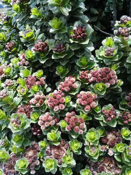 Imagem de Baccharis prunifolia Kunth