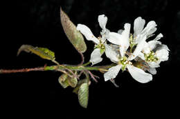 Imagem de Amelanchier arborea (Michx. fil.) Fern.