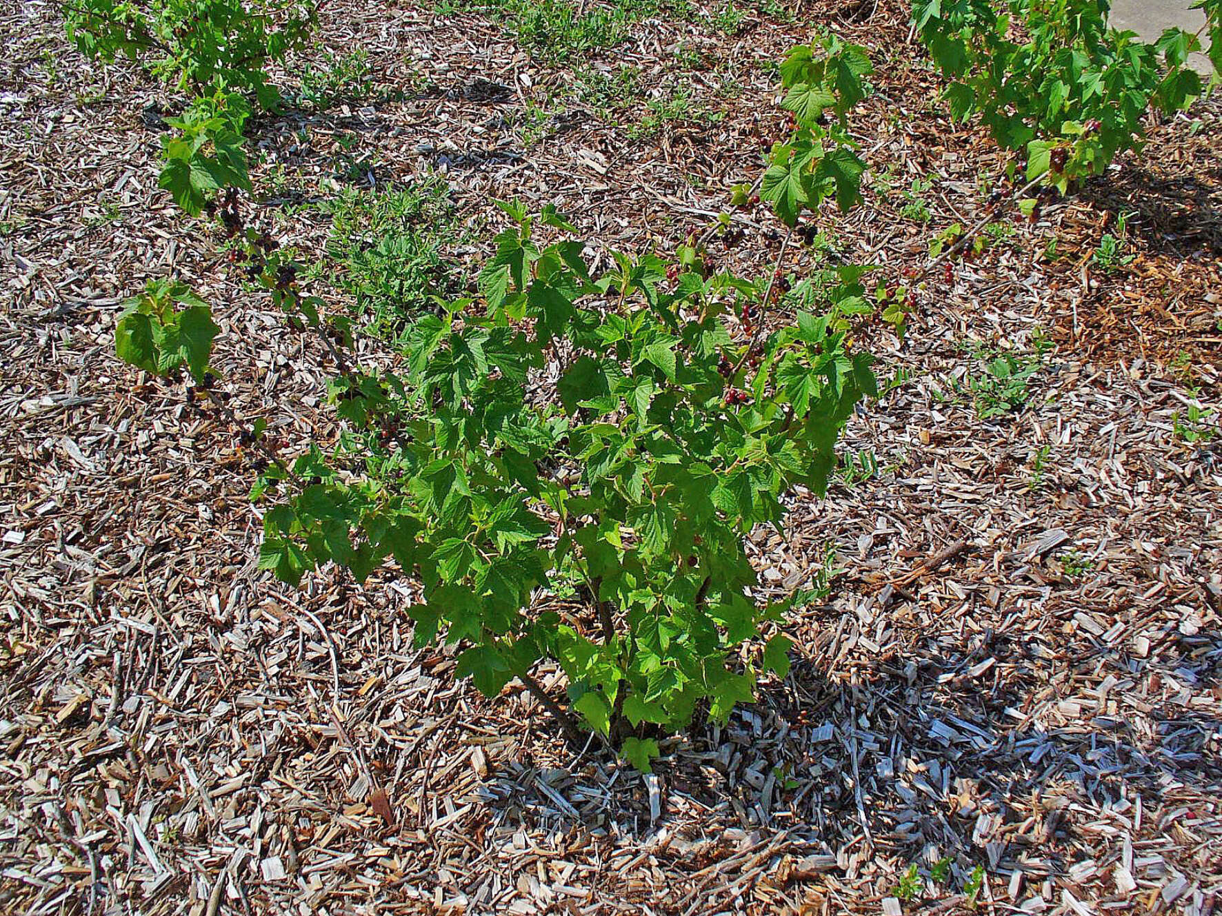 Image of Black Currant