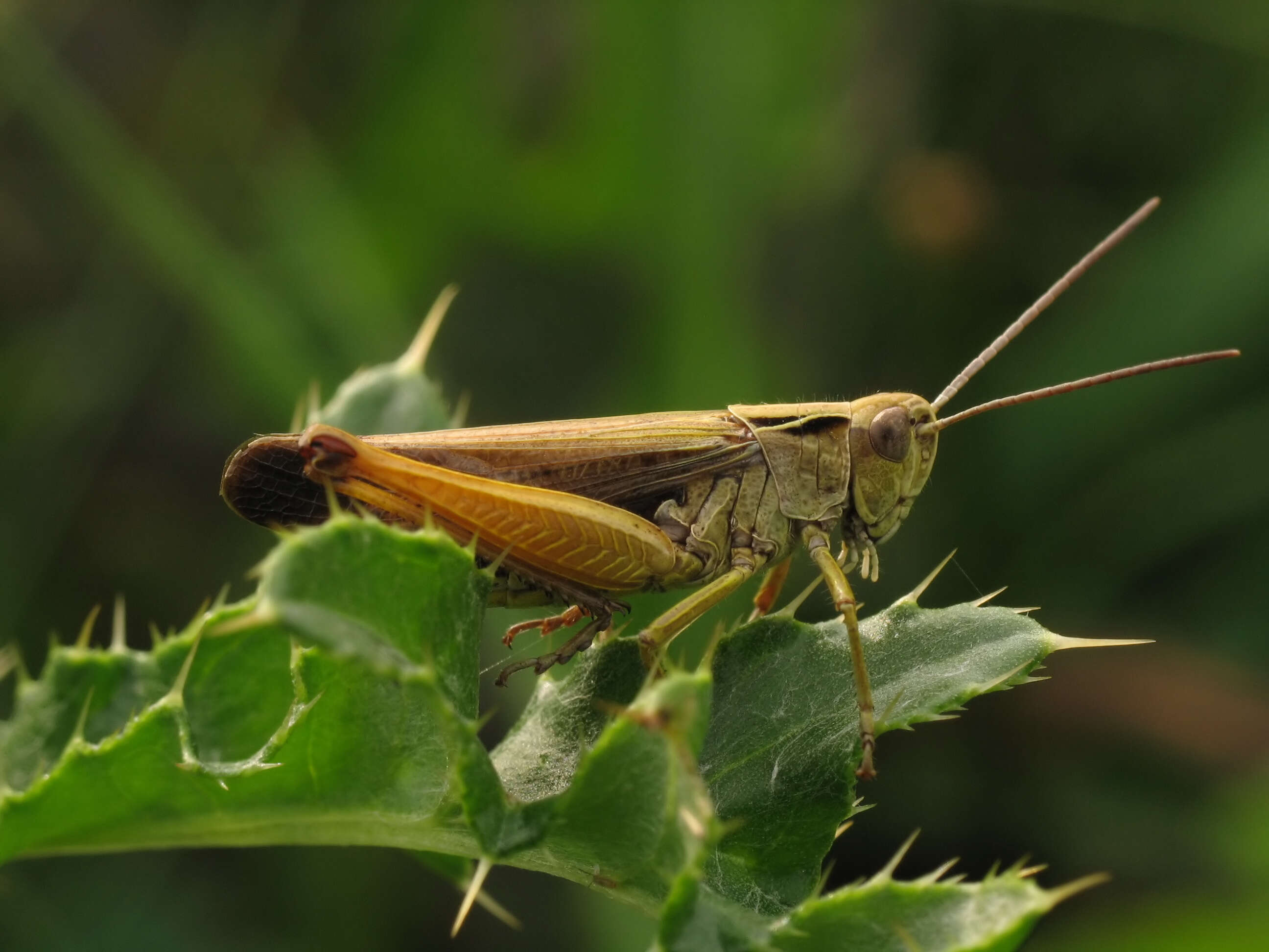 Image of Common green grasshopper