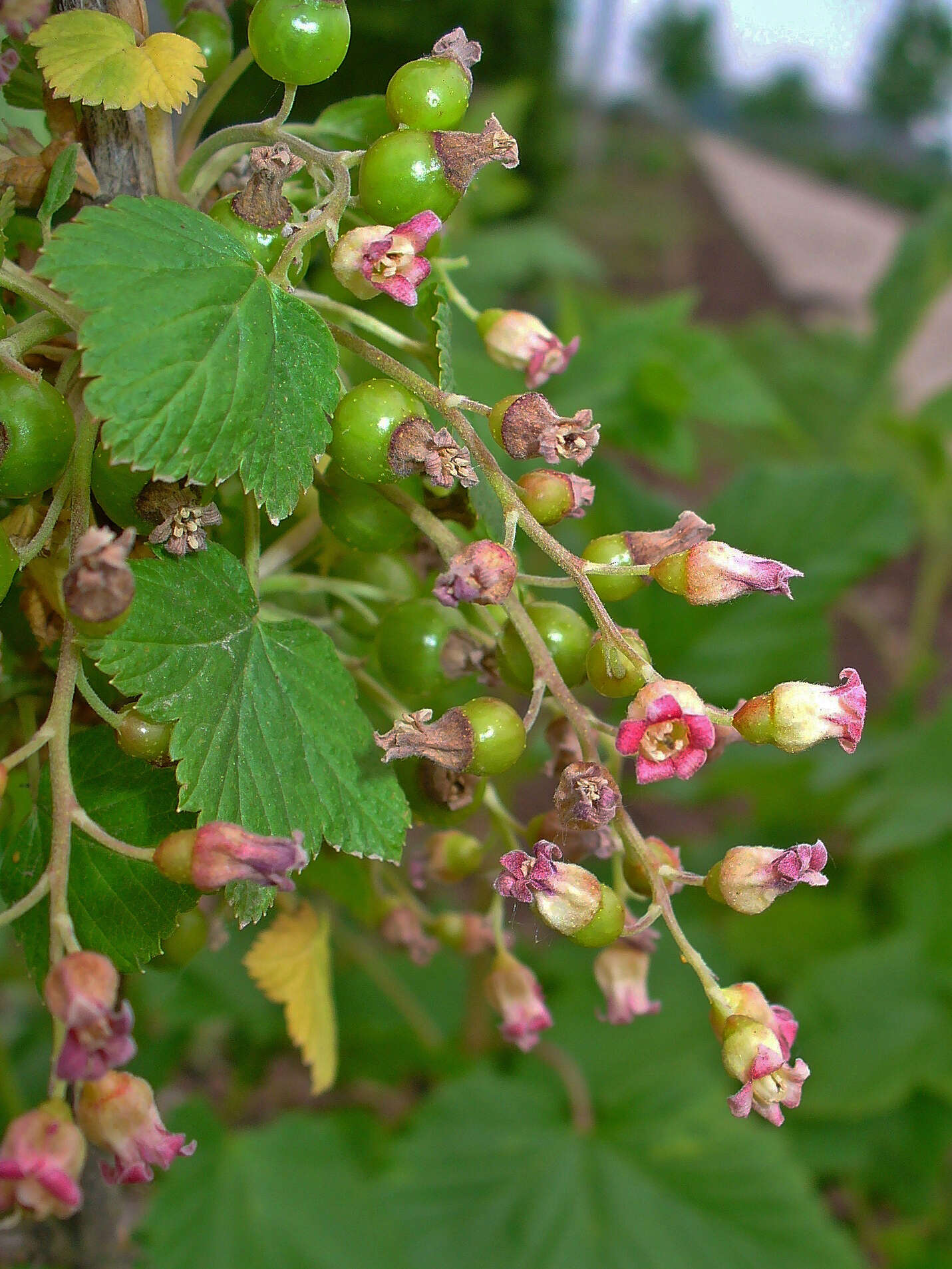 Image of Black Currant