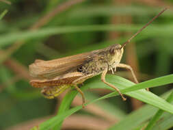 Chorthippus (Glyptobothrus) biguttulus (Linnaeus 1758) resmi