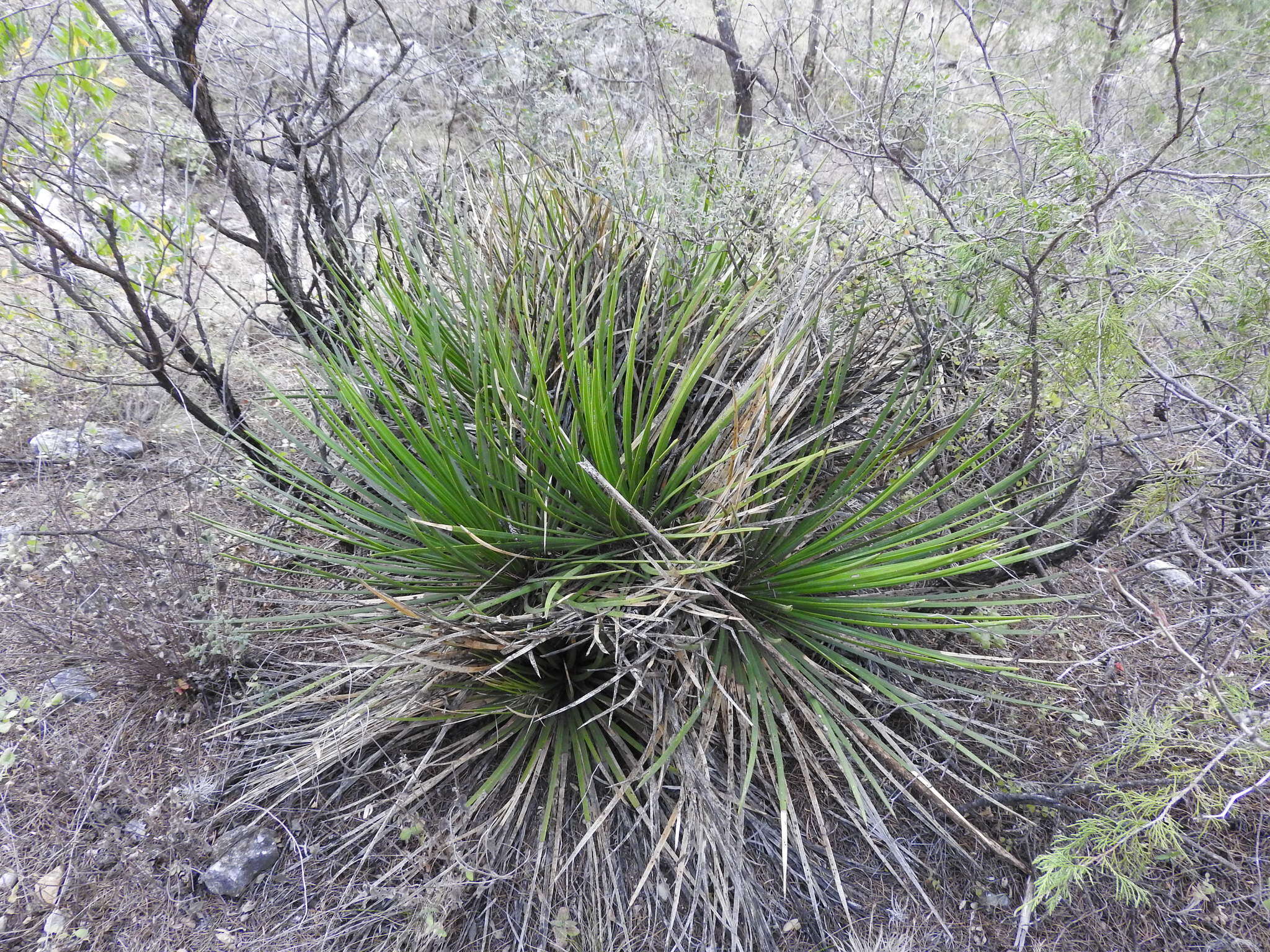 Agave striata Zucc. resmi