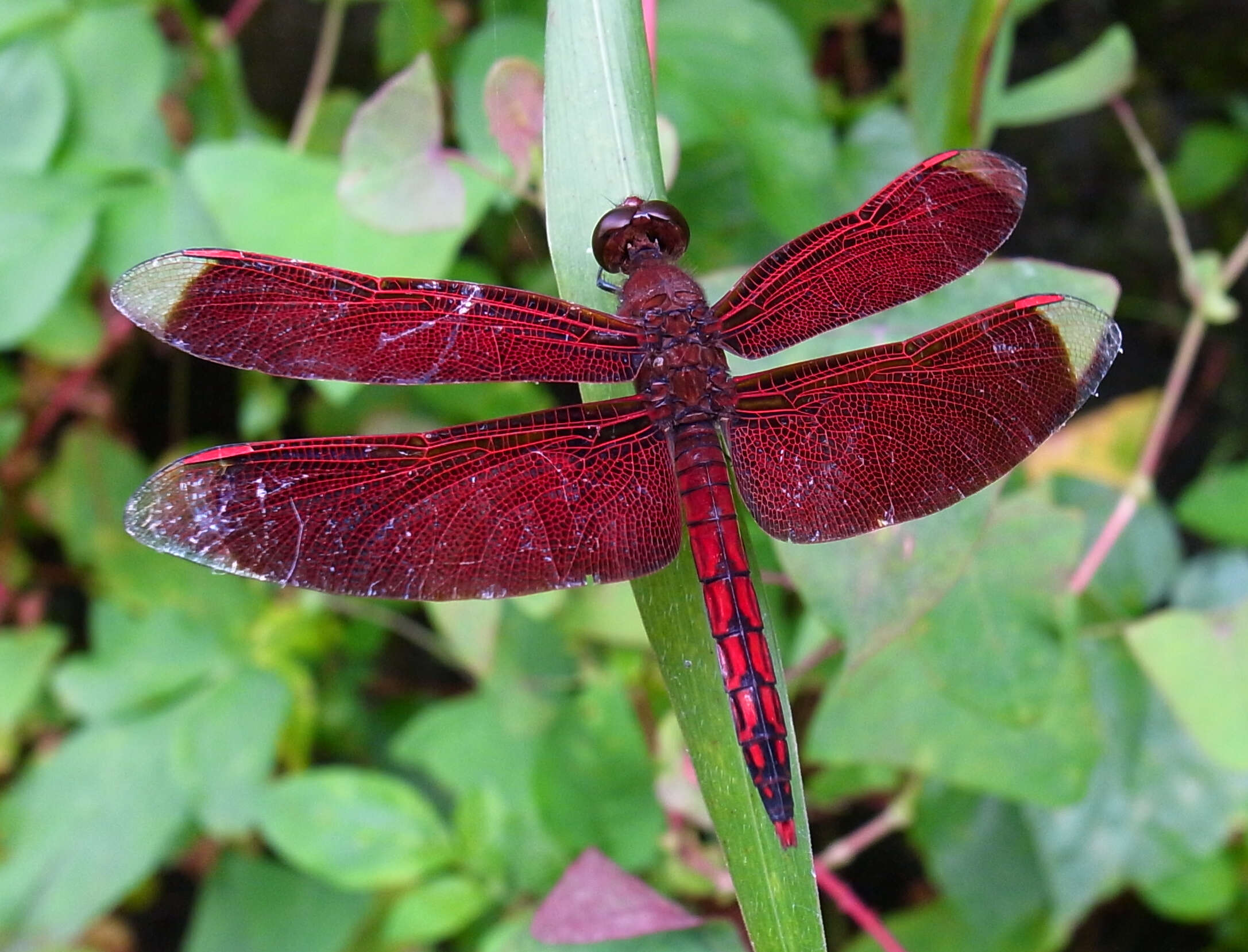 Image of Neurothemis Brauer 1867