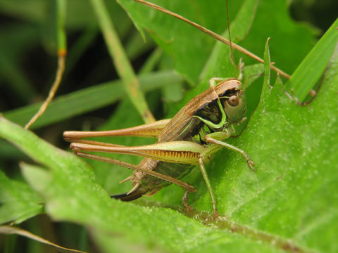 Image of <i>Metrioptera roeselii</i>