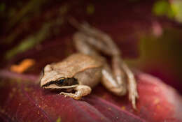 Image of Wood Frog