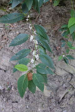 Plancia ëd Deeringia polysperma (Roxb.) Moq.