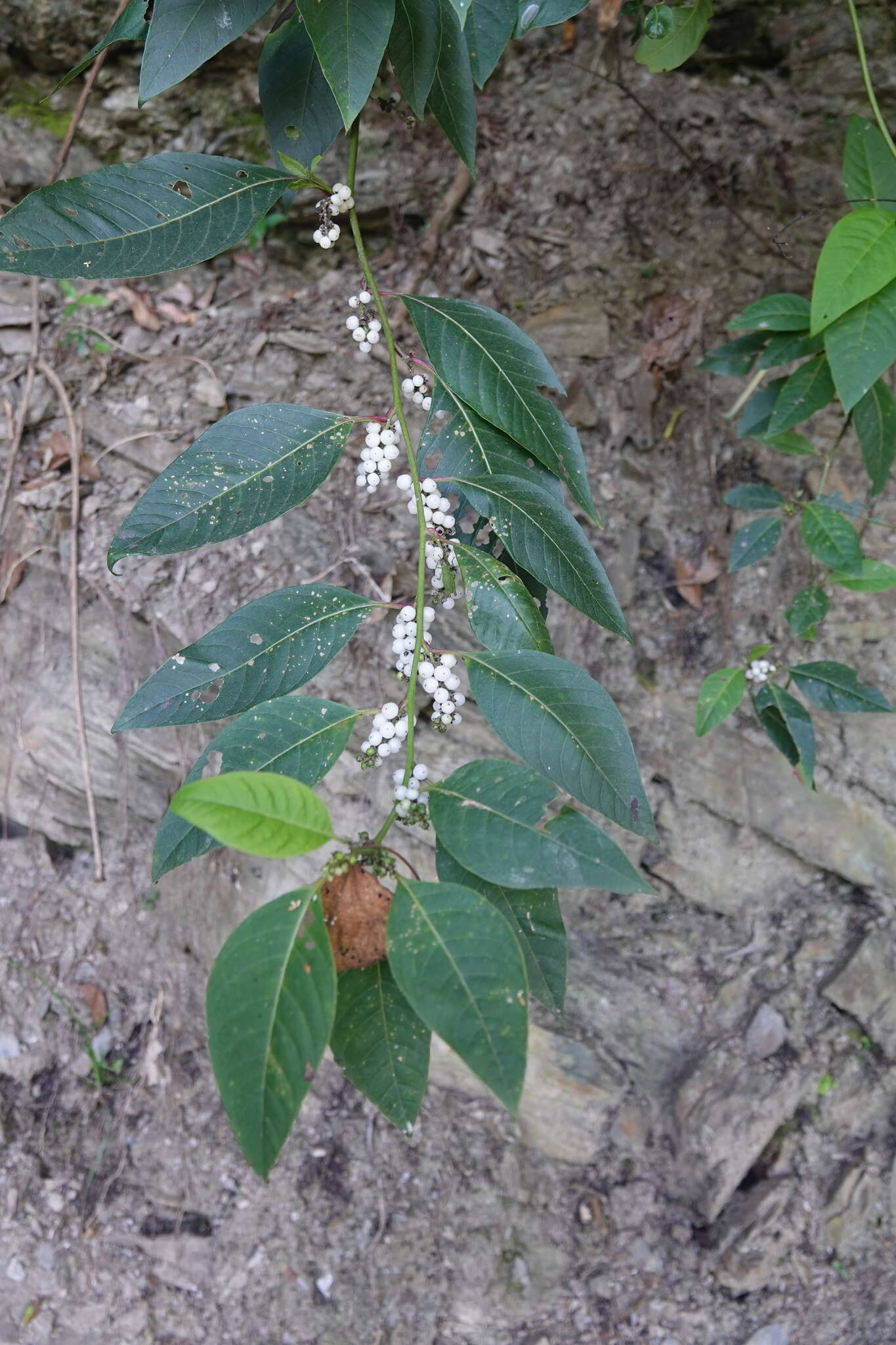 Plancia ëd Deeringia polysperma (Roxb.) Moq.