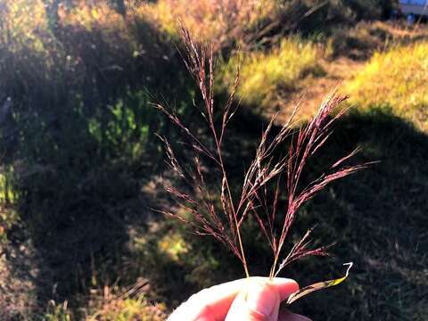 Слика од Capillipedium spicigerum S. T. Blake