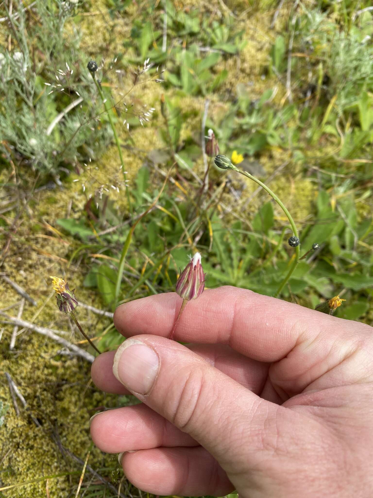 Plancia ëd Agoseris grandiflora (Nutt.) Greene