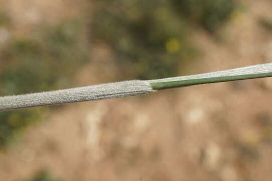 Image of Needle Grass