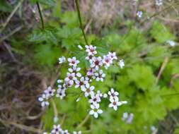 Image of Sierra brookfoam