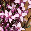 Image of Boronia fastigiata Bartl.