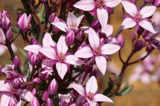 Image de Boronia fastigiata Bartl.