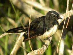 Image of Willie Wagtail