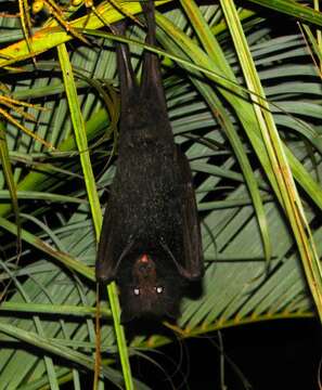 Image of Old World fruit bats