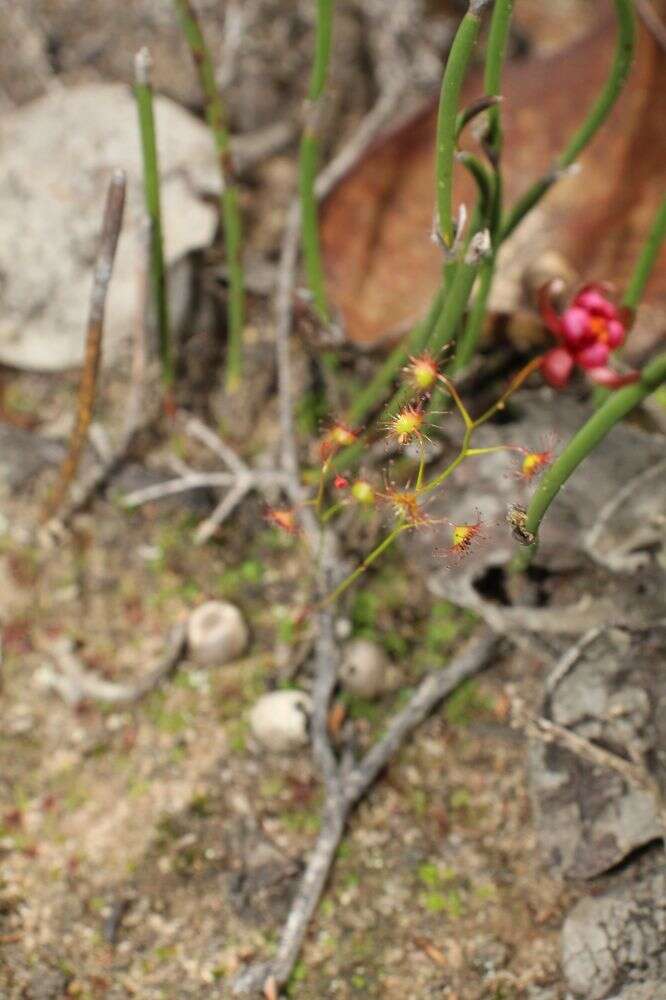 Image of Drosera microphylla Endl.