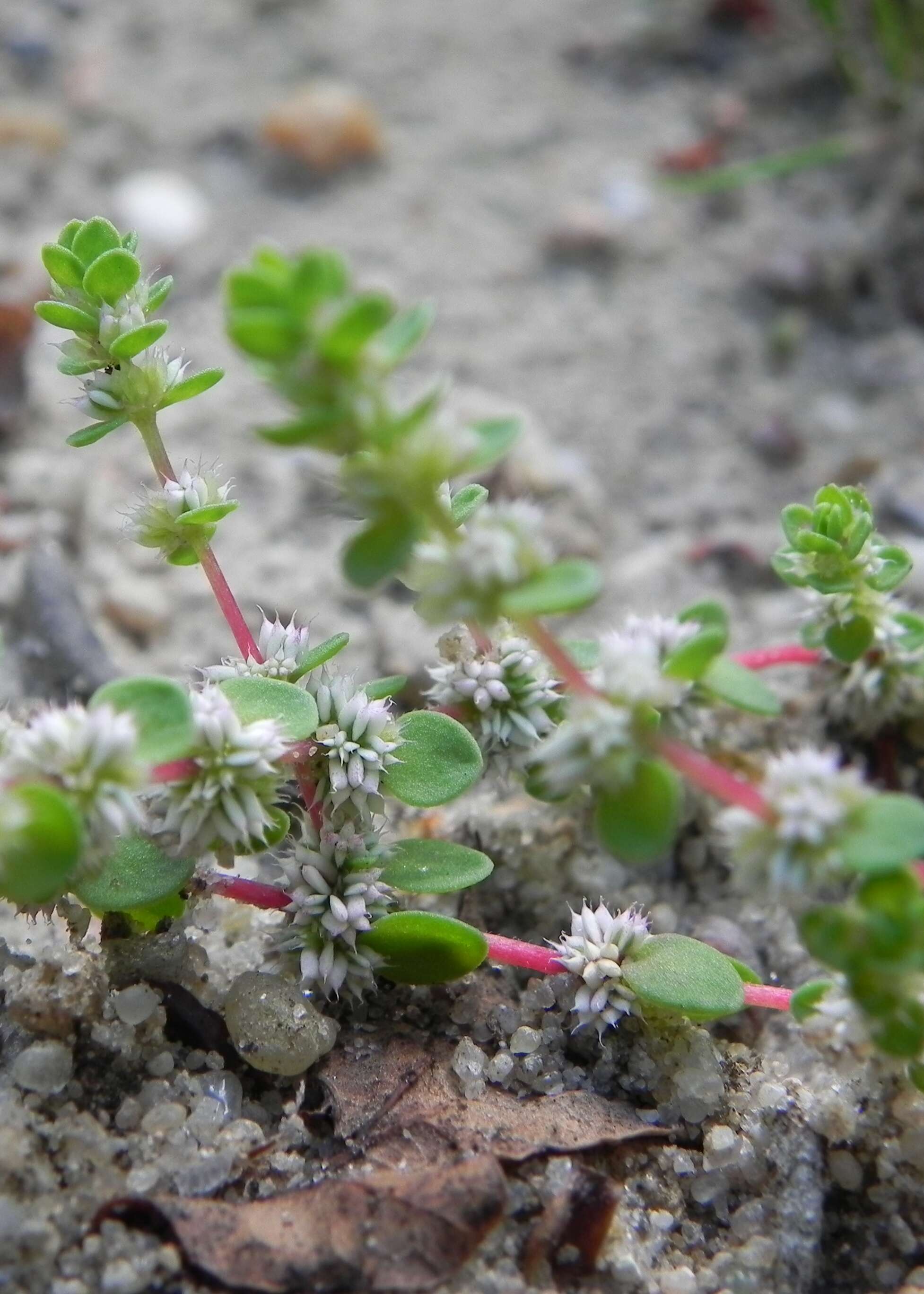 Image of Coral-necklace