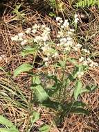 Image of wild quinine