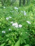 Image of Geranium pseudosibiricum J. Mayer