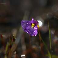 Image of Utricularia petertaylorii Lowrie