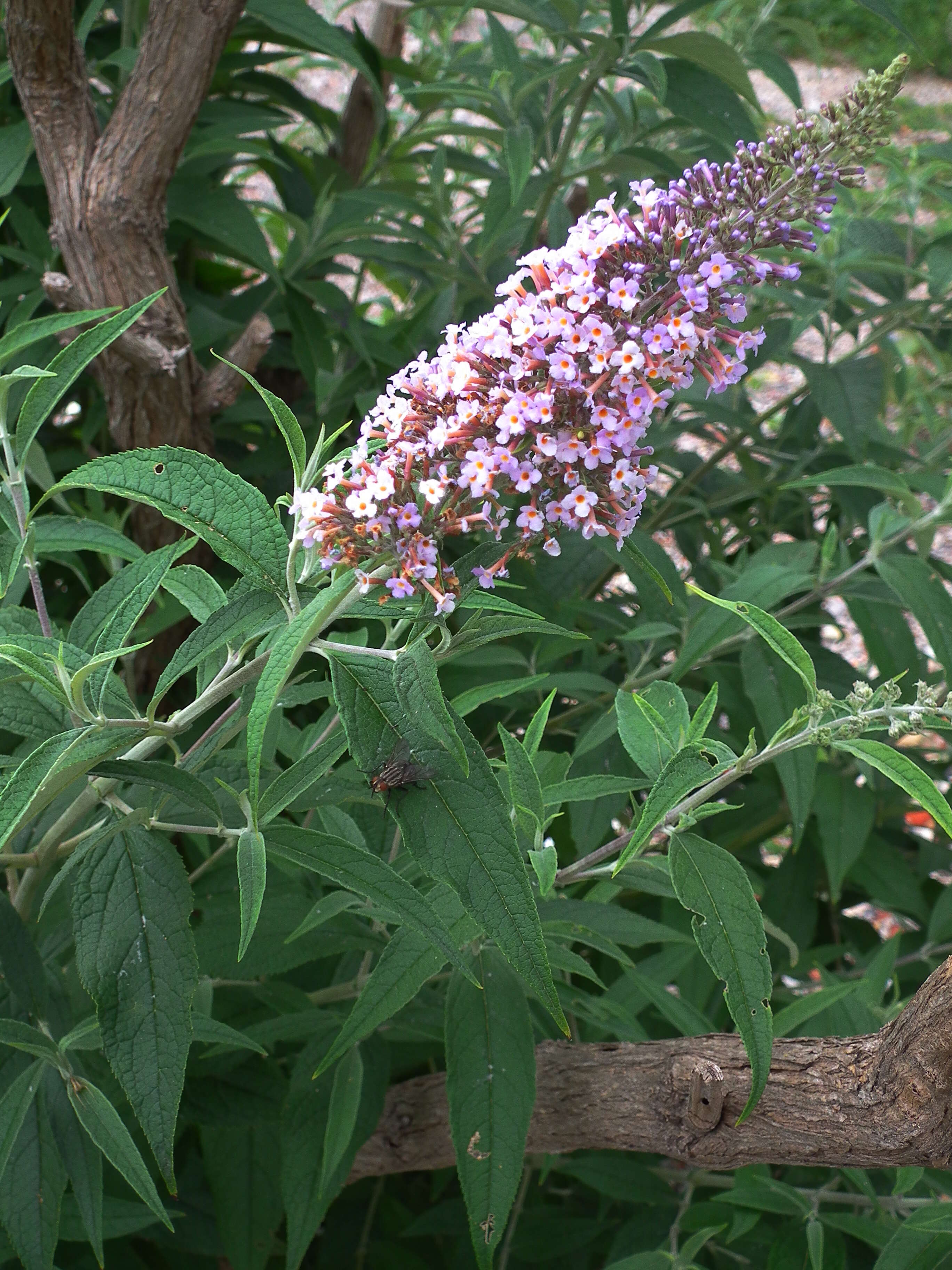 Image of butterfly-bush