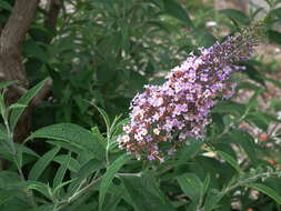 Image of butterfly-bush