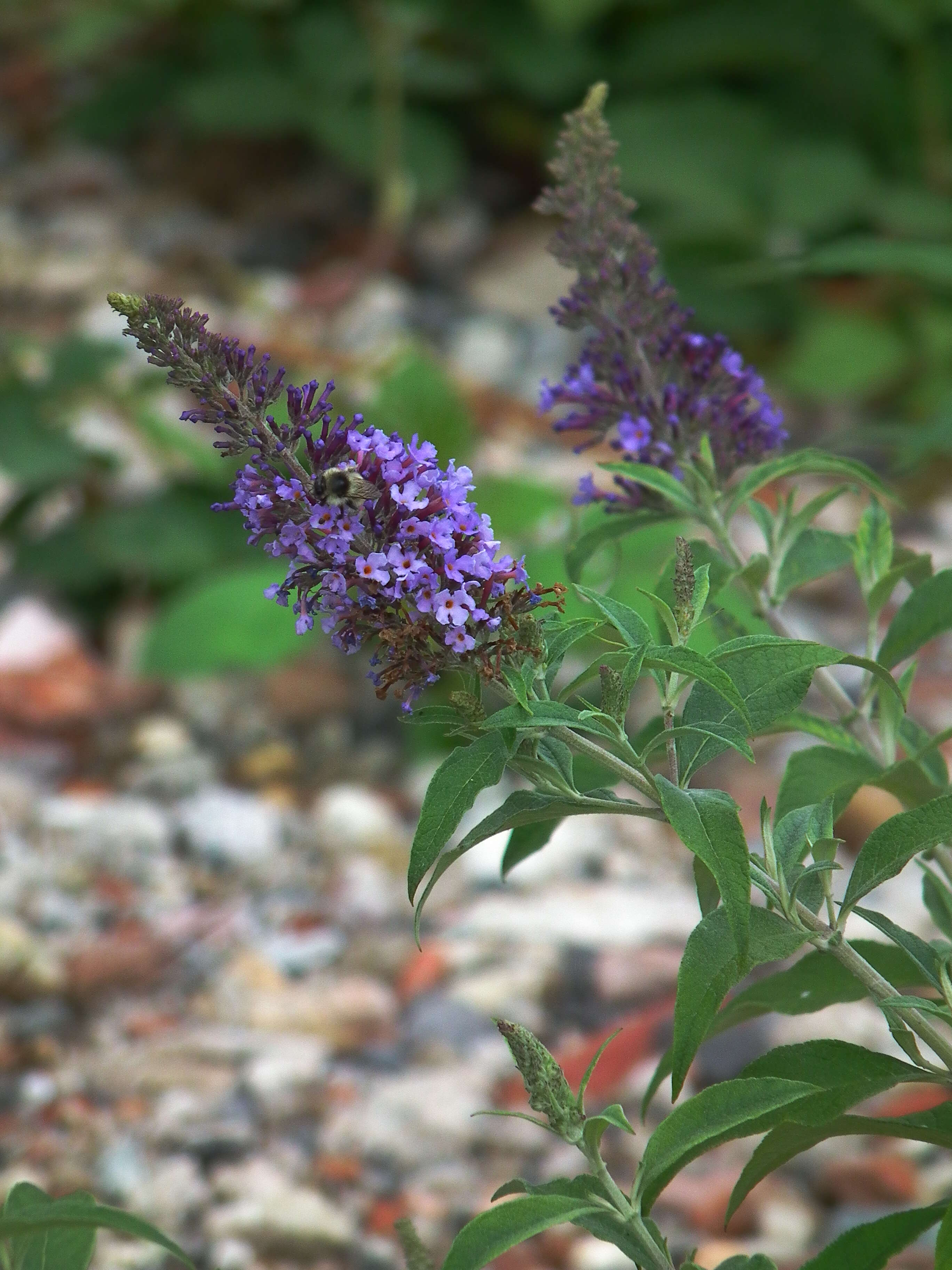 Image of butterfly-bush