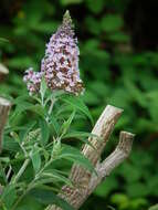 Image of butterfly-bush