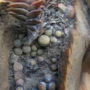 Image of Conophytum truncatum subsp. truncatum