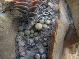 Image of Conophytum truncatum subsp. truncatum