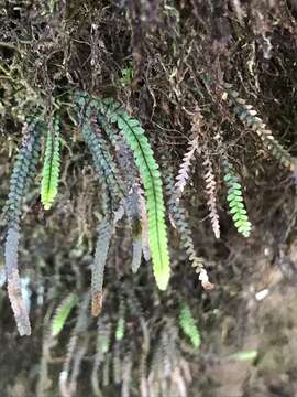 Image of Safford's lellingeria