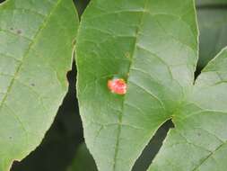 Image de Puccinia sparganioidis Ellis & Barthol. 1896